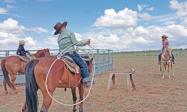 No horsing around here