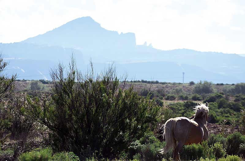 Horse group hopes for alternatives to roundups, hunt
