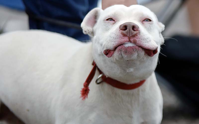 Pet pride paraded at Red Lake event