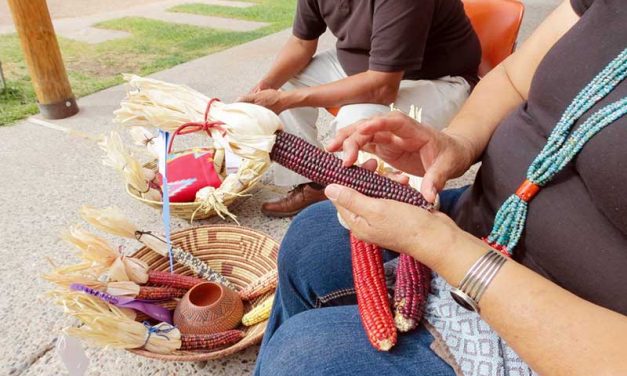 Ancestral maize grower reaps awards at New Mexico State Fair
