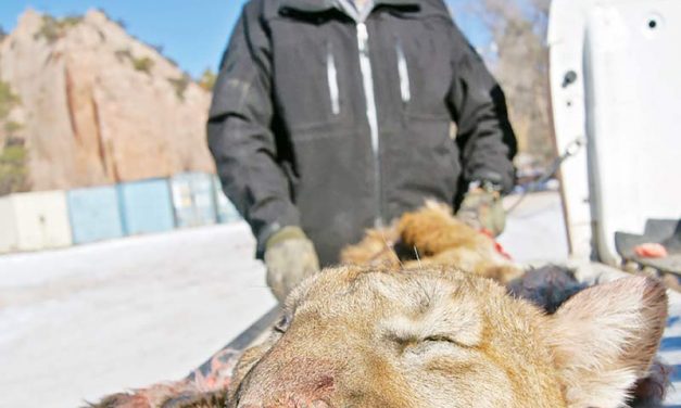 Navajo Fish and Wildlife issues last permits for cougars