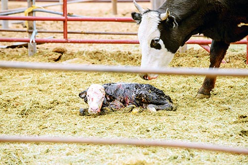 Impounded cattle back with owners