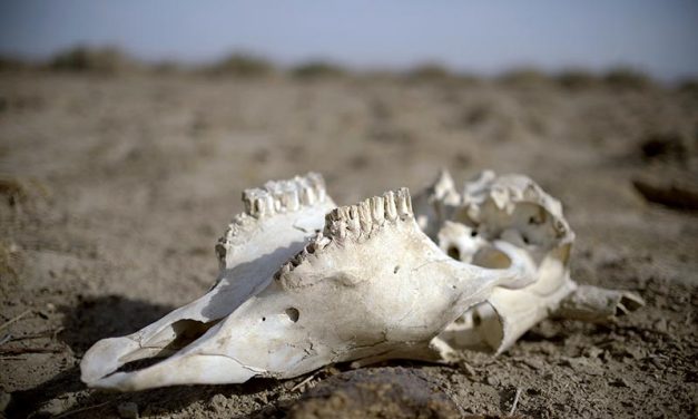 Guest Column | Hope in drought – what the world could learn from Natives