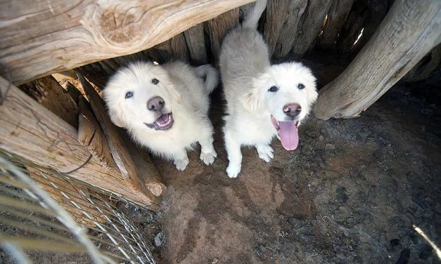 Navajo Animal Control: Increase in dog attacks during pandemic