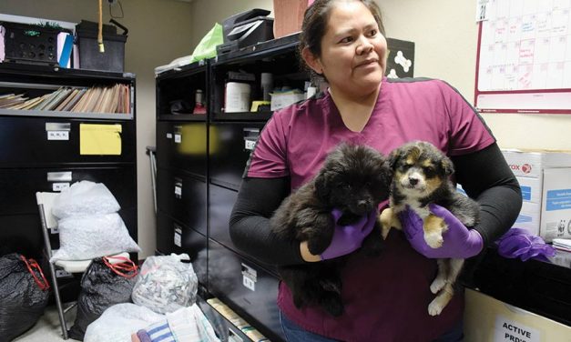 Navajo vet program finding homes for pups, kittens