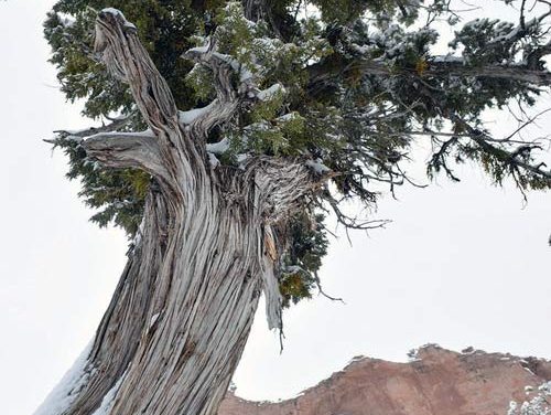 From the Publisher: Navajo people are proud, strong and resilient
