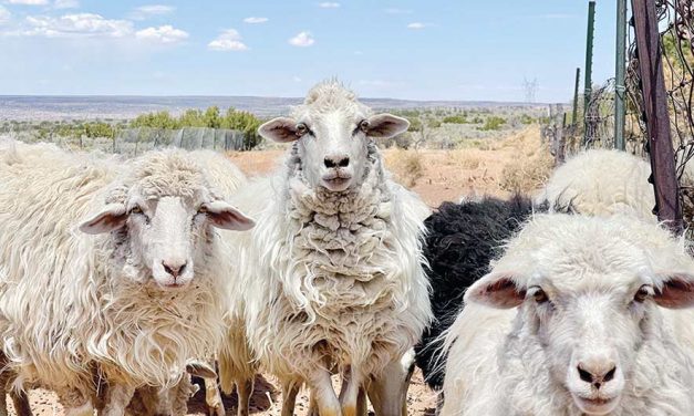 Saving shepherds: Co-op aims to help wool growers stay in business