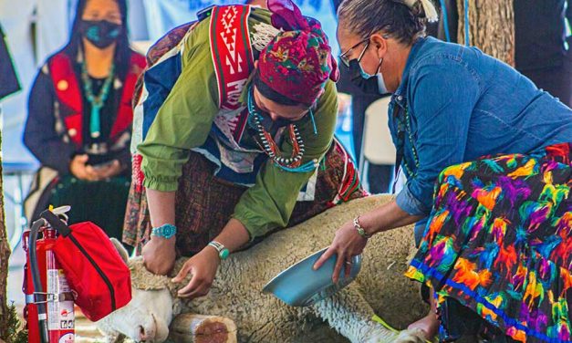 The main event: Sheep butchering kicks off Miss Navajo Nation contest