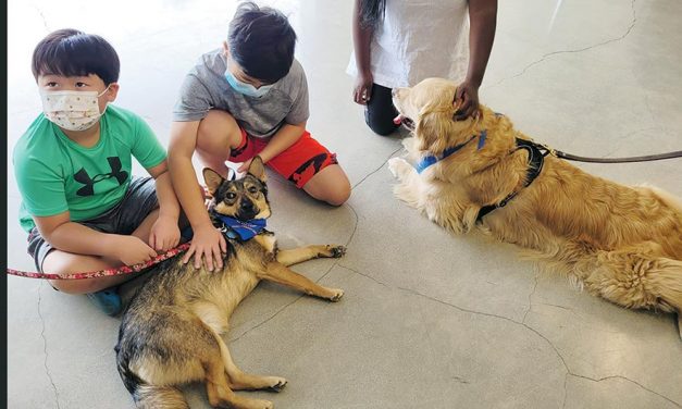 Guest Column | Money for stray dog problem could be better spent