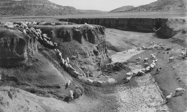 Echoes of resilience: Diné voices return in ‘Our Livestock Will Never Diminish’