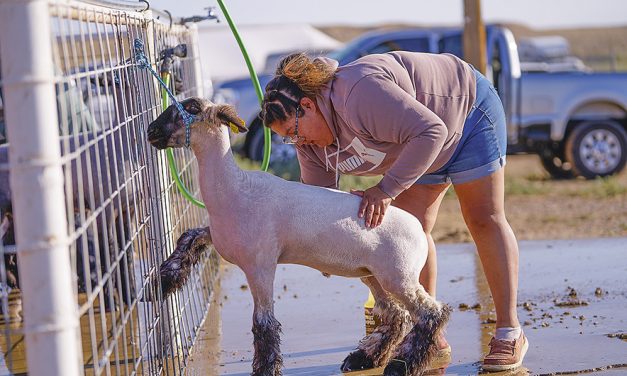 Dreamweavers 4-H continues to see success after 13 years