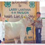 Shiprock 4-H member fares well at Eastern fair in beef division