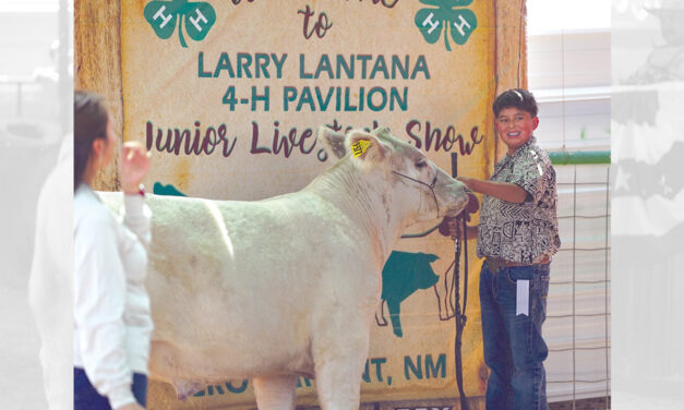 Shiprock 4-H member fares well at Eastern fair in beef division
