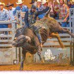 Wild Thing ready to ‘rock and roll’ with annual bull riding